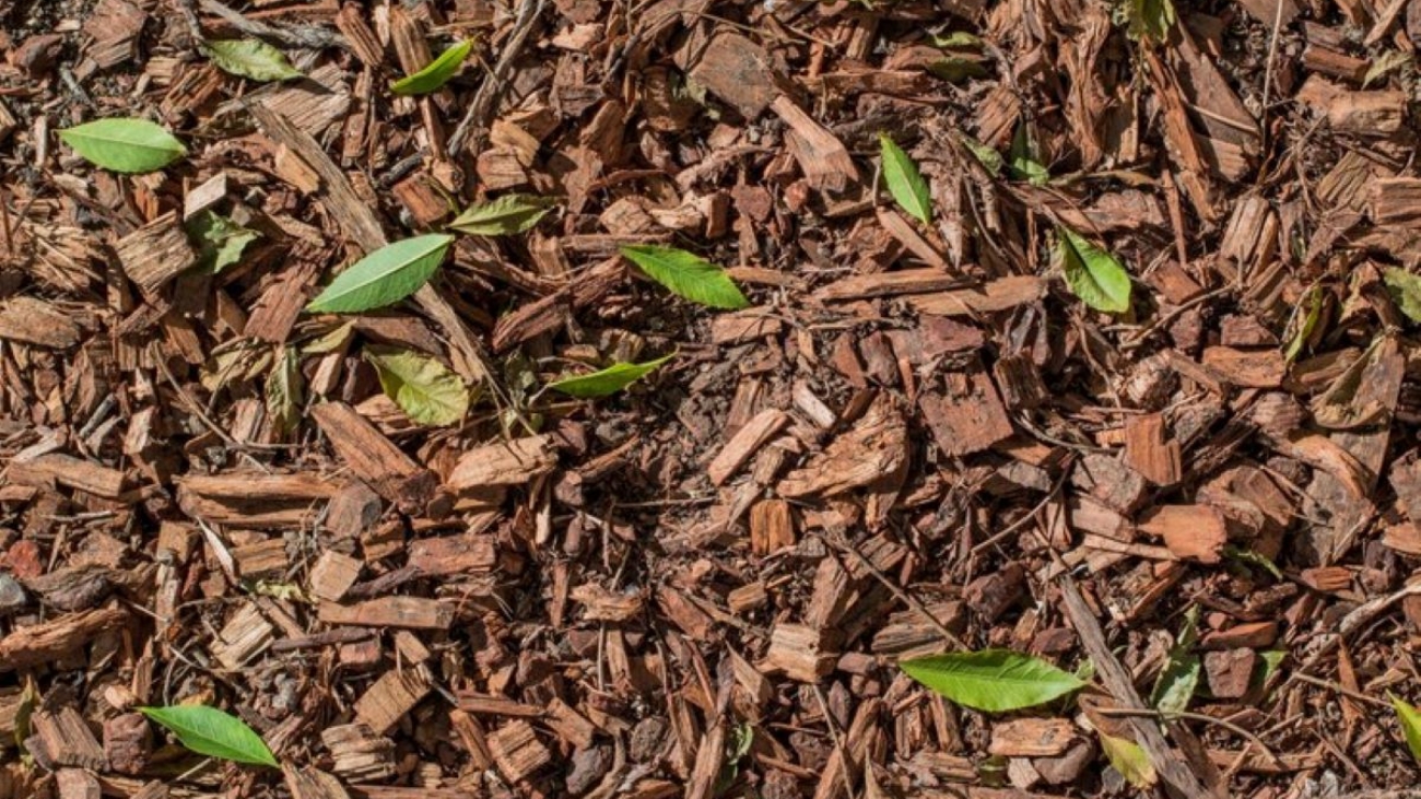 Bark mulch