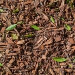 Bark mulch