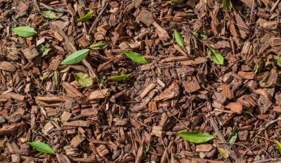 Bark mulch