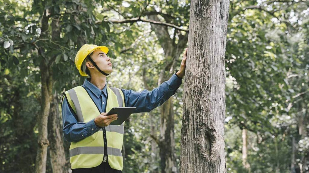 consulting arborist sydney